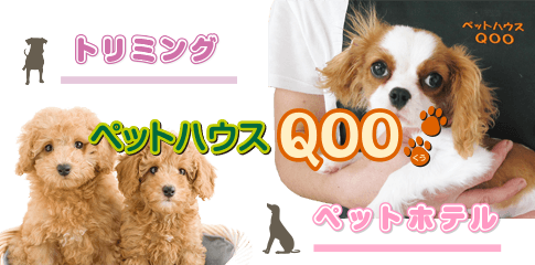 木古内町のペットトリミングやペットホテルはペットハウスQOOへ