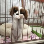 体調不良の為に自宅療養中のキャバ君！（函館からでもお待ちしております。）